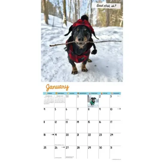 Willow Creek Press 2026 Crusoe the Celebrity Dachshund Wall Calendar image {2}