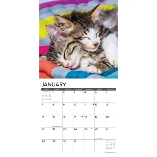 Willow Creek Press 2024 Wall Calendar 12"x12" Just Kittens image {2}