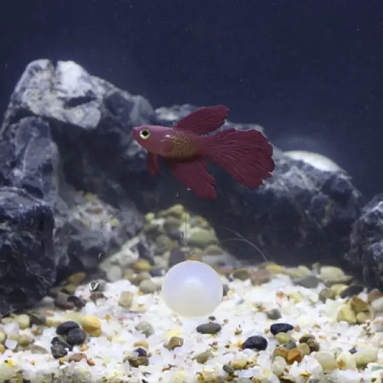 Unique Bargains Aquarium Artificial Betta Fish Ornament Glowing Simulation Decoration with Suction Cup 1 Pc image {4}