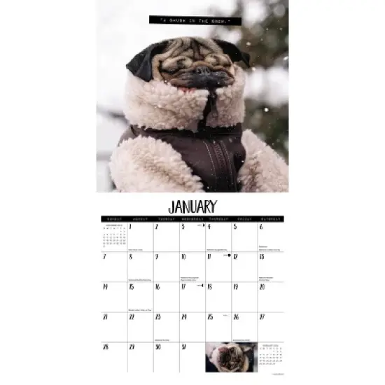 Willow Creek Press 2024 Wall Calendar 12"x12" Doug the Pug image {2}