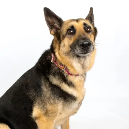 Country Brook Petz HossFit Jr Wide Premium Dog Collar - Paisley Collection (Pink Paisley, Medium) image {6}