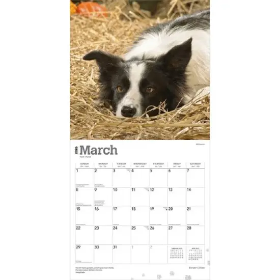 BrownTrout Border Collies 2026 12"x24" Hanging Square Wall Calendar Plastic-Free image {2}