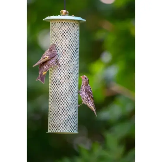 Birds Choice Metal Modern Farmhouse Finch Tube Bird Feeder Sage Green image {4}