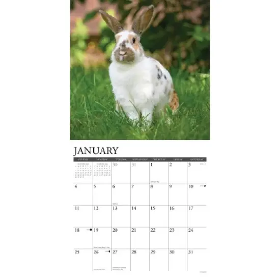 Willow Creek Press 2026 Bunnies Wall Calendar image {2}