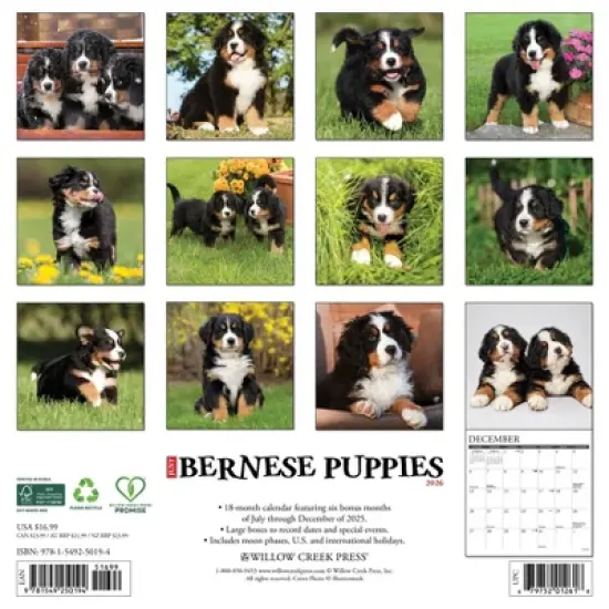 Willow Creek Press 2026 Bernese Mountain Puppies Wall Calendar image {1}