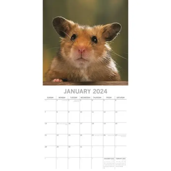 The Gifted Stationery 2024 Square Wall Calendar, Hamsters, 16-Month Animals Theme with 180 Reminder Stickers (12 x 12 In) image {1}