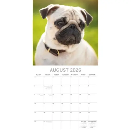 2026 Square Wall Calendar, Pugs, 16-Month Animals Theme with 180 Reminder Stickers (12x12 In) image {2}