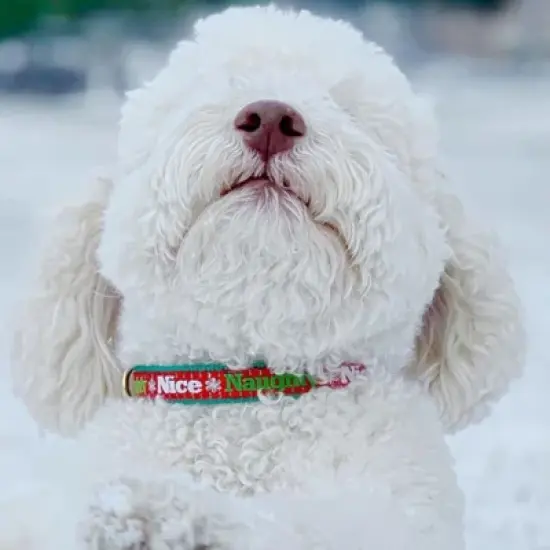 Up Country Naughty & Nice Dog Collar S (9-15&rdquo;); Narrow 5/8 inch width image {3}