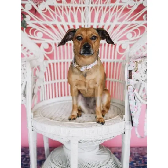 Pink Papyrus Isabella Dog Collar image {2}