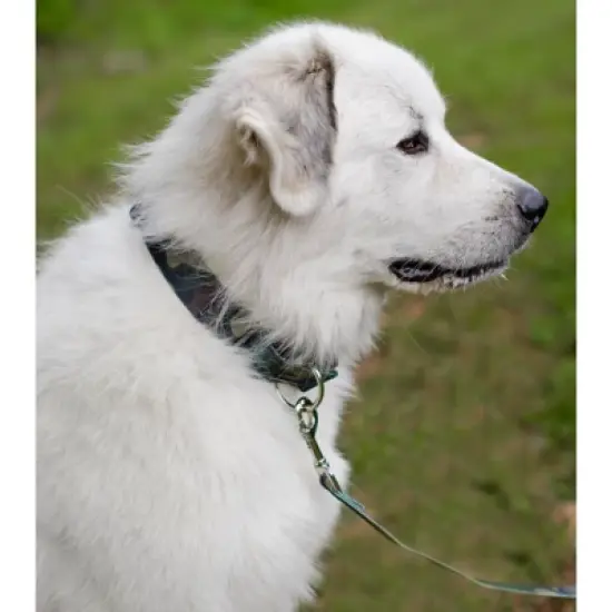 Country Brook Petz Woodland Camo Martingale Dog Collar image {4}