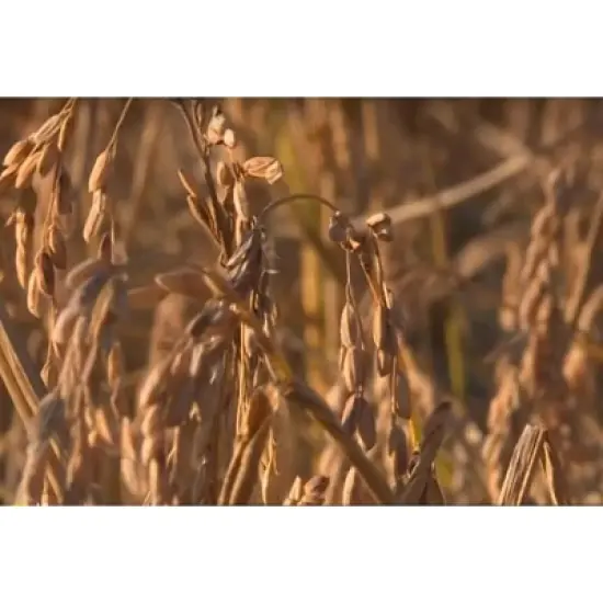 Straight from France French Red Rice, Similar to Brown Rice & Italian Farro, Ideal in Rice Pilaf, Soups, Alongside Grilled Meats 30 Oz image {6}