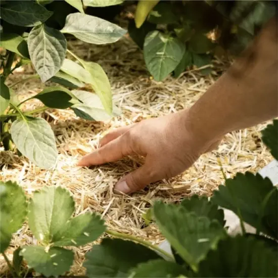 HealthiStraw GardenStraw Boxed &ndash; All-Natural, Clean, Sustainable Garden Straw Mulch for Gardens and Grass Seeding, Plastic-Free Packaging, 2 cu ft image {3}