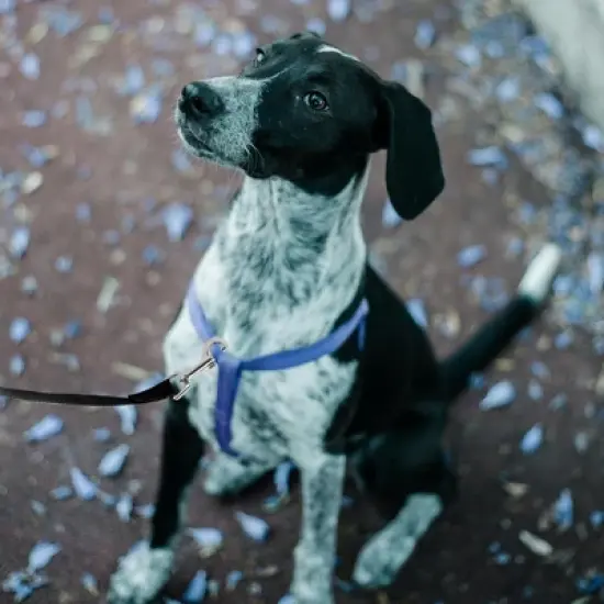 Unique Bargains Training Dog Leash 16.4ft Black 1 Pc image {4}