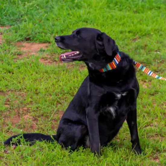 Country Brook Petz Premium Summer Pines Dog Collar and Leash image {2}