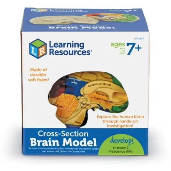 Learning Resources Cross-Section Brain Model, 5" Long, Ages 7+ image {1}
