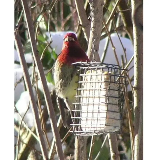 C & S Hanging Single Suet Basket for Wild Birds, 1 Suet Cake Capacity image {2}
