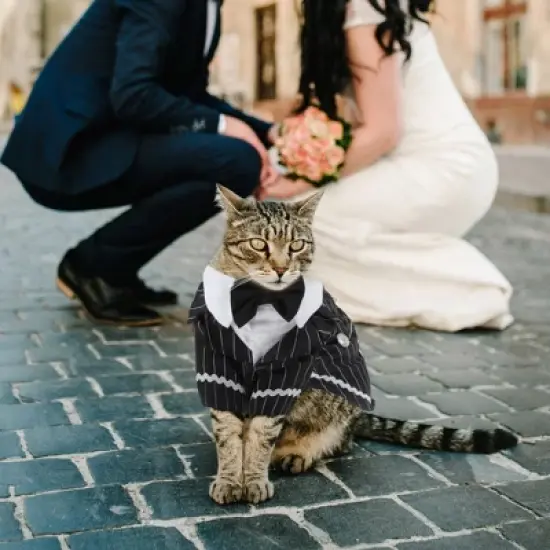 Unique Bargains Cat Apparel Black 1 Pc image {5}