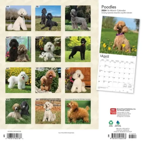 Browntrout 2024 Wall Calendar 12"x12" Poodles image {1}
