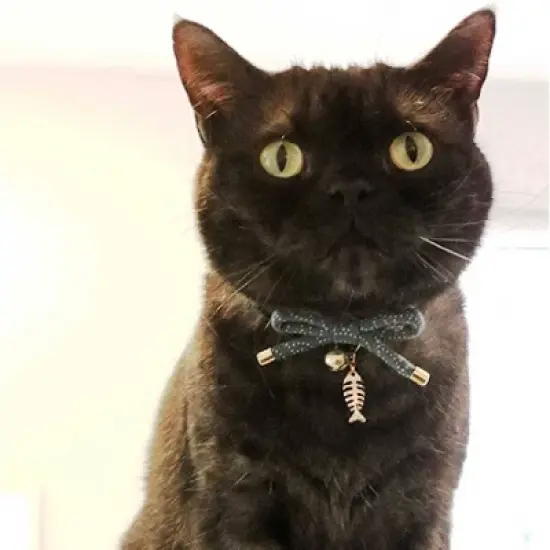 Necoichi Zen Fish Charm Cat Collar image {7}