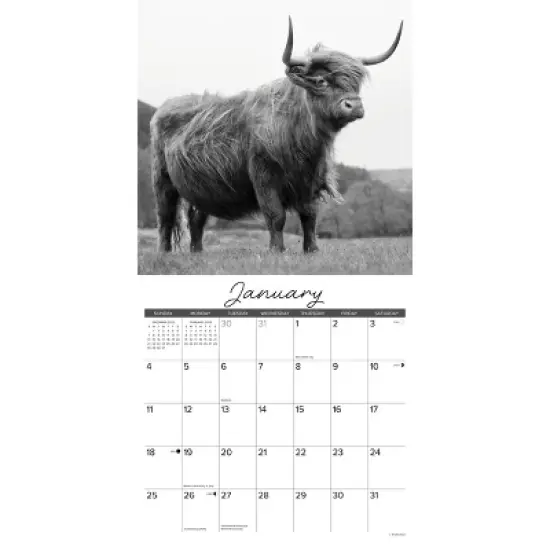 Willow Creek Press 2026 Highland Cows Black and White Wall Calendar image {2}