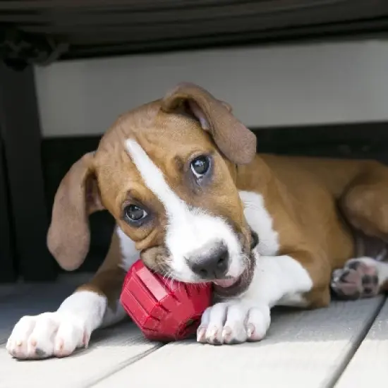 KONG Stuff-A-Ball Dog Treat Dispenser Toy image {3}