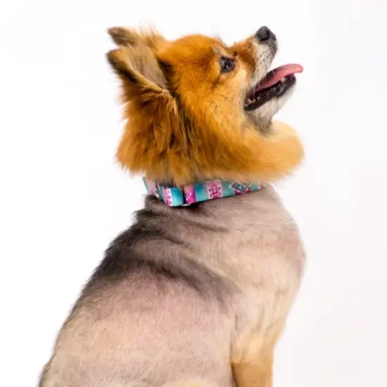 Country Brook Petz Albuquerque Martingale Dog Collar and Leash image {8}