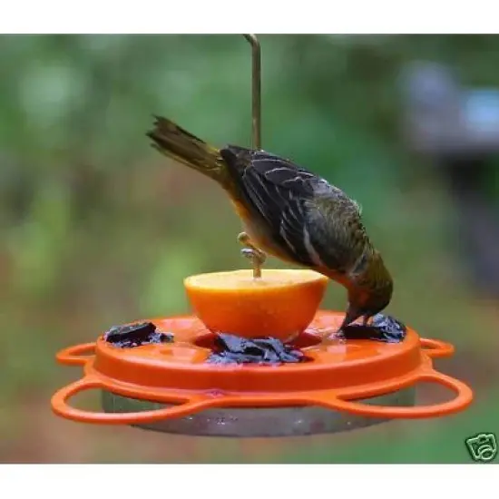 Birds Choice Oriolefest Oriole Feeder 12oz image {2}