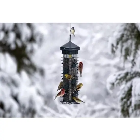 Brome Squirrel Solution 200 Squirrel Proof Bird Feeder image {3}