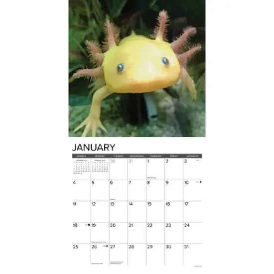 Willow Creek Press 2026 Axolotls Wall Calendar image {2}
