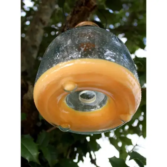 Darware Clear Glass Wasp Traps (2-Pack); Wasp Catchers for Garden and Home Use image {3}