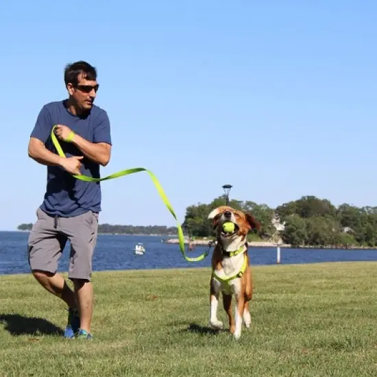 Pawtitas Solid Small Dog Harness &ETH; Durable, Adjustable, and Secure for Puppies & Dogs image {7}