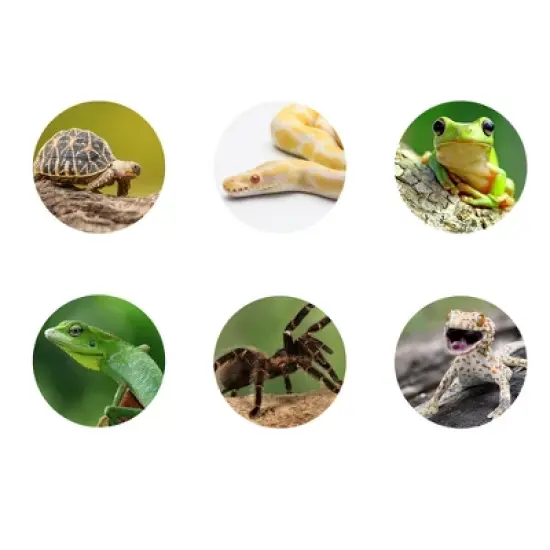 Unique Bargains Resin Tortoise Rock Turtle Basking Platform 9.7"x6.7"x4.1" Orange Green 1 Pcs image {5}