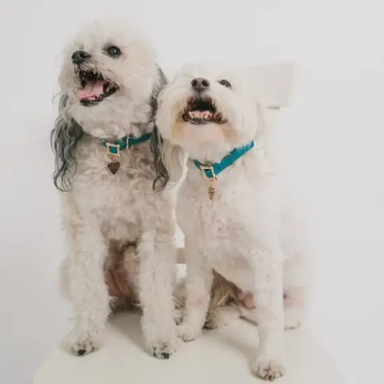 Buckle-Down Vegan Leather Dog Collar - Disney Lady and the Tramp LADY 194 Heart Charm image {3}