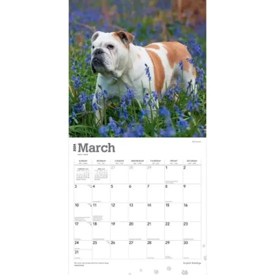 Browntrout 2024 Wall Calendar 12"x12" English Bulldogs image {2}