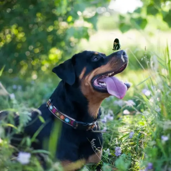 Up Country Bella Floral Collar, X-Large 21-27" image {1}