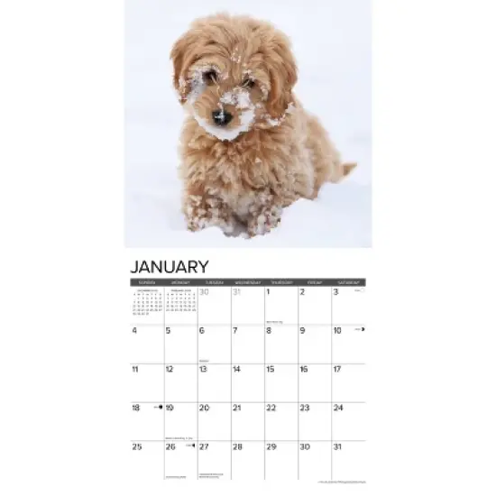 Willow Creek Press 2026 Goldendoodle Puppies Wall Calendar image {2}