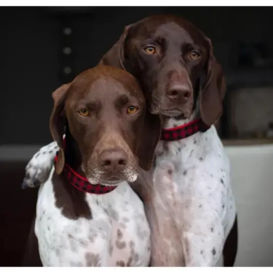 Up Country Red Buffalo Check Dog Collar, Large image {1}