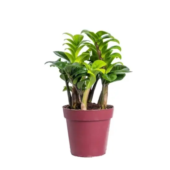Live 4" Zenzi ZZ Potted Houseplant image {5}