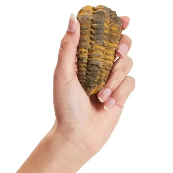 Okuna Outpost Natural Trilobite Bone Replica from Morocco, Extinct Arthropod Replica, 3-4 in image {3}