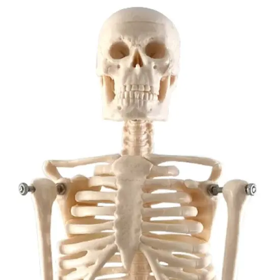 Supertek Human Skeleton Model with Key, 17" image {2}