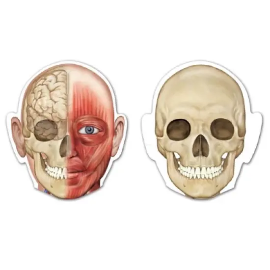 Learning Resources Double-Sided Magnetic Human Body image {3}