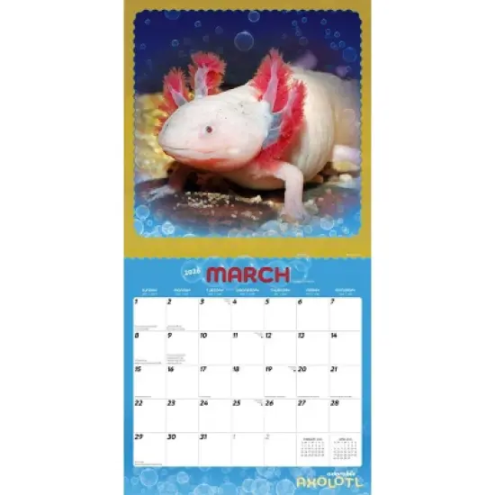 BrownTrout Adorable Axolotl 2026 12"x24" Hanging Square Wall Calendar Plastic-Free image {2}