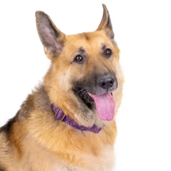 Country Brook Petz Purple Paisley Martingale Dog Collar image {5}