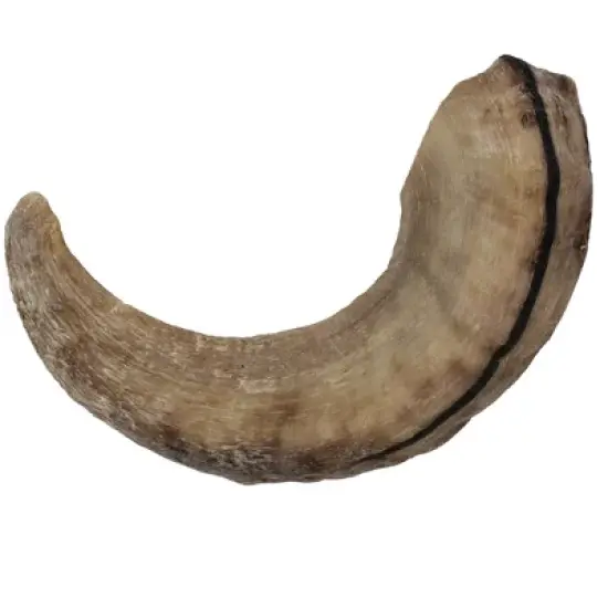 Icelandic+ Large Lamb Horn Dog Chew image {5}