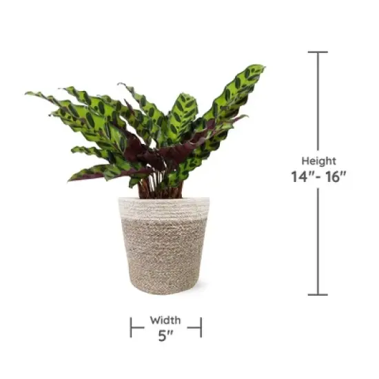 Live 5" Rattlesnake Calathea Houseplant in Cream Jute Planter image {5}