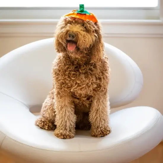 Midlee Dog Pumpkin Headband Halloween Costume image {5}