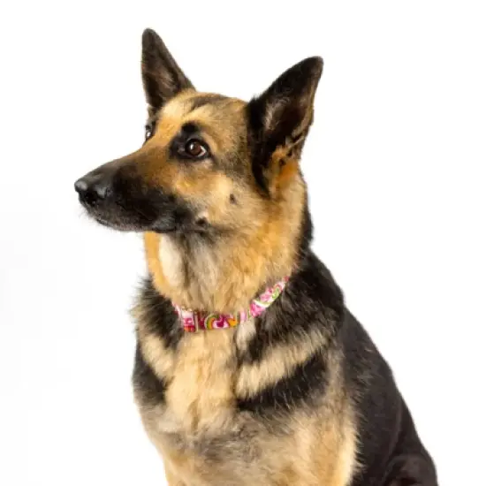 Country Brook Petz Martingale Collar and Leash - Paisley Collection image {13}