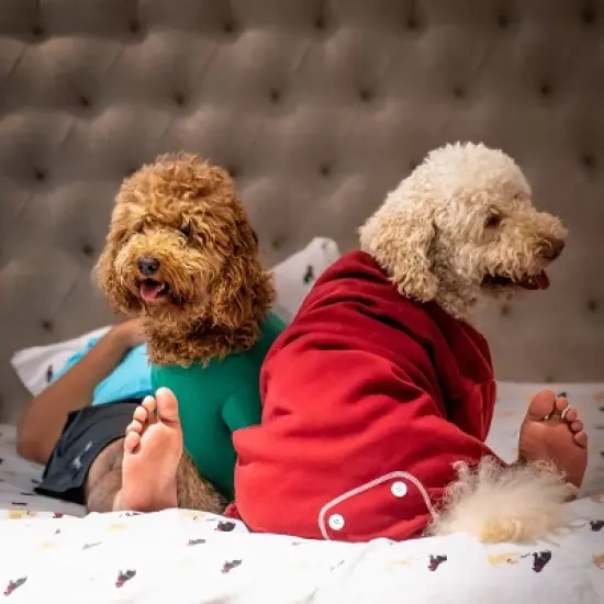 Midlee Green Dog Sweatshirt image {6}