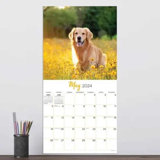 TF Publishing 2024 Wall Calendar 12"x12" Golden Retrievers image {2}