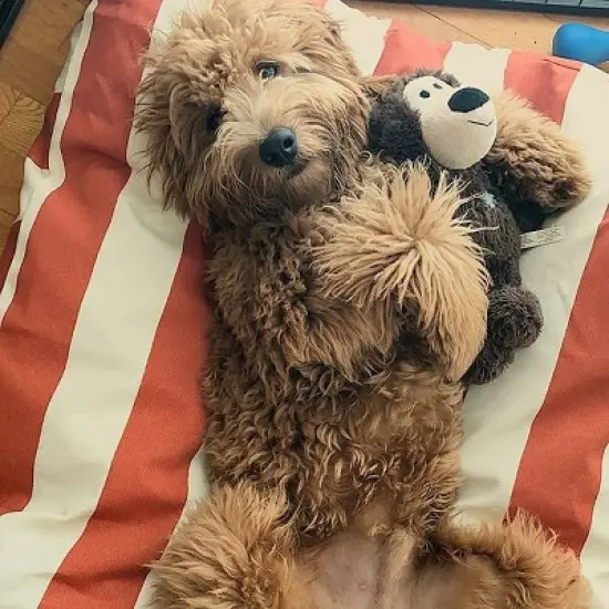 Majestic Pet Vertical Stripe Rectangle Dog Bed image {2}